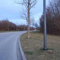 Bäume entlang des (zukünftigen) Radwegs in der Kirchheimer Allee