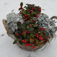 Frohe Weihnachten !!!